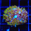 Sunset Saint Thomas Mushroom Coral