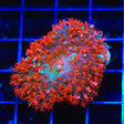 Ultra Saint Thomas Mushroom Coral