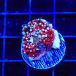 Ultra Saint Thomas Mushroom Coral