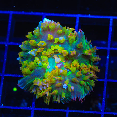 Radiant Saint Thomas Mushroom Coral