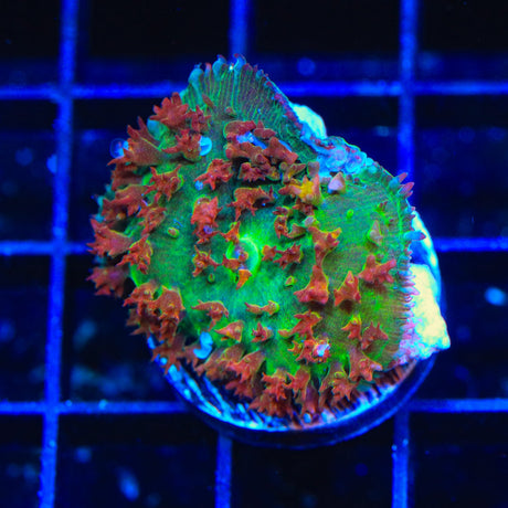 Ultra Saint Thomas Mushroom Coral