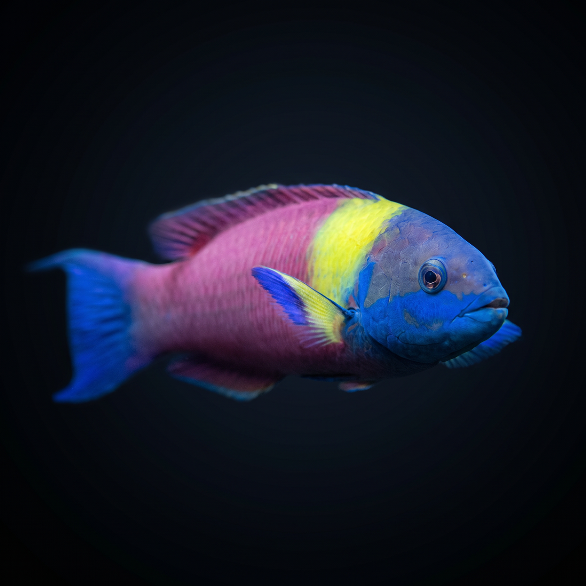 Paddlefin Wrasse
