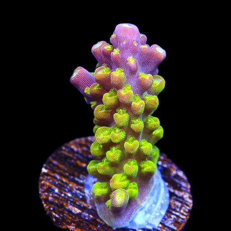 Paletta Pink Tip Acropora Coral