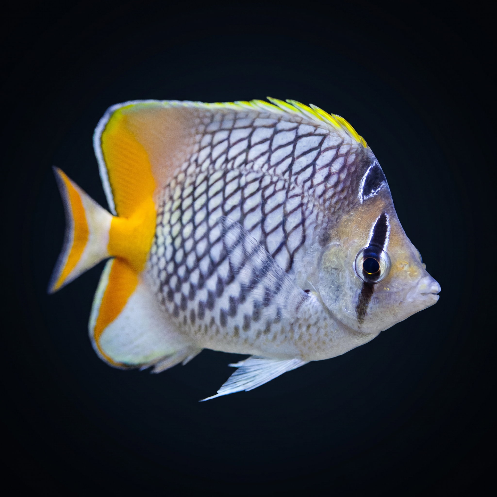 Pearlscale Butterflyfish