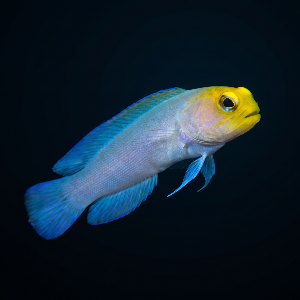 Pearly Jawfish saltwater fish care guide