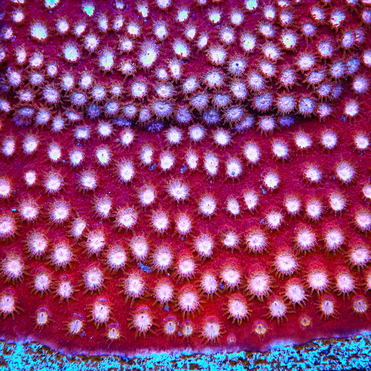 Peppermint Cyphastrea Coral Top Shelf Aquatics