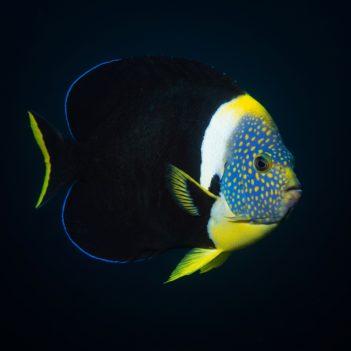 Personifer Angelfish saltwater fish care guide