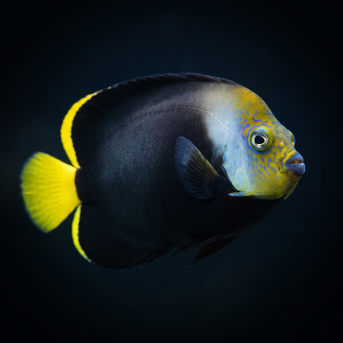 Black Phantom Angelfish saltwater fish care guide