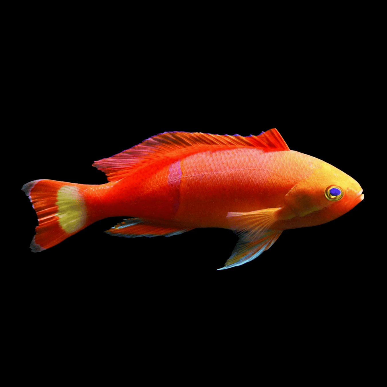 Pictilis Anthias (Male)