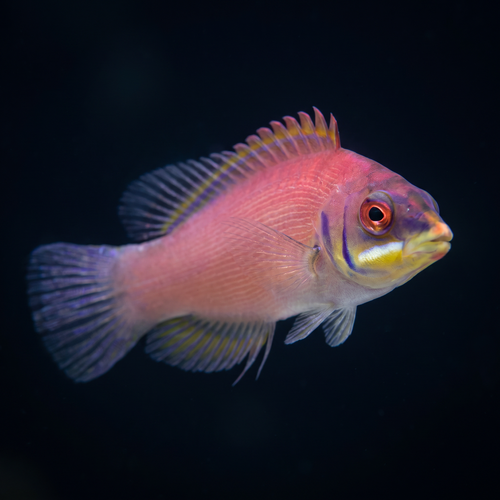 Scarlet Pin Stripe Wrasse