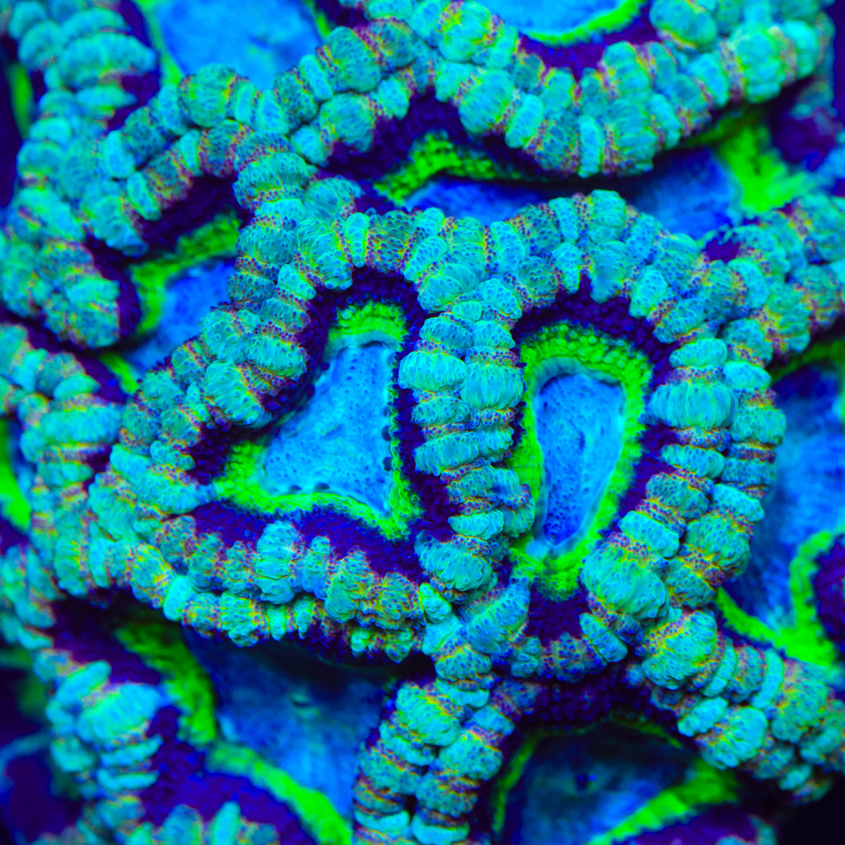 TSA Pineapple Pixie Deepwater Acan Coral