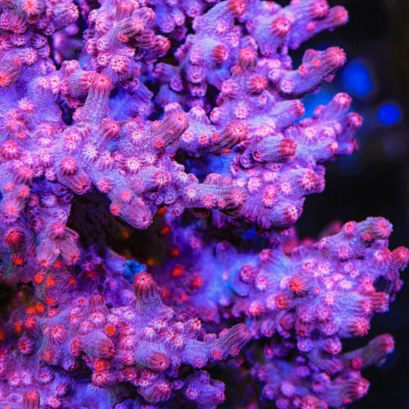 Pink Branching Cyphastrea Coral - Top Shelf Aquatics