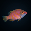 Pink Streaked Wrasse