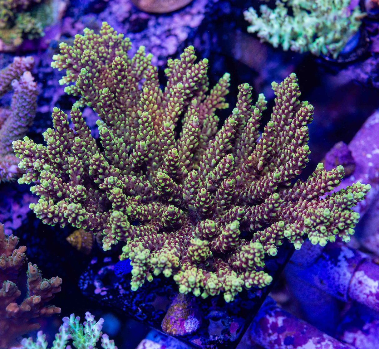 Red Cadillac Acropora – Top Shelf Aquatics