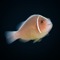 Pink Skunk Clownfish - Amphiprion perideraion