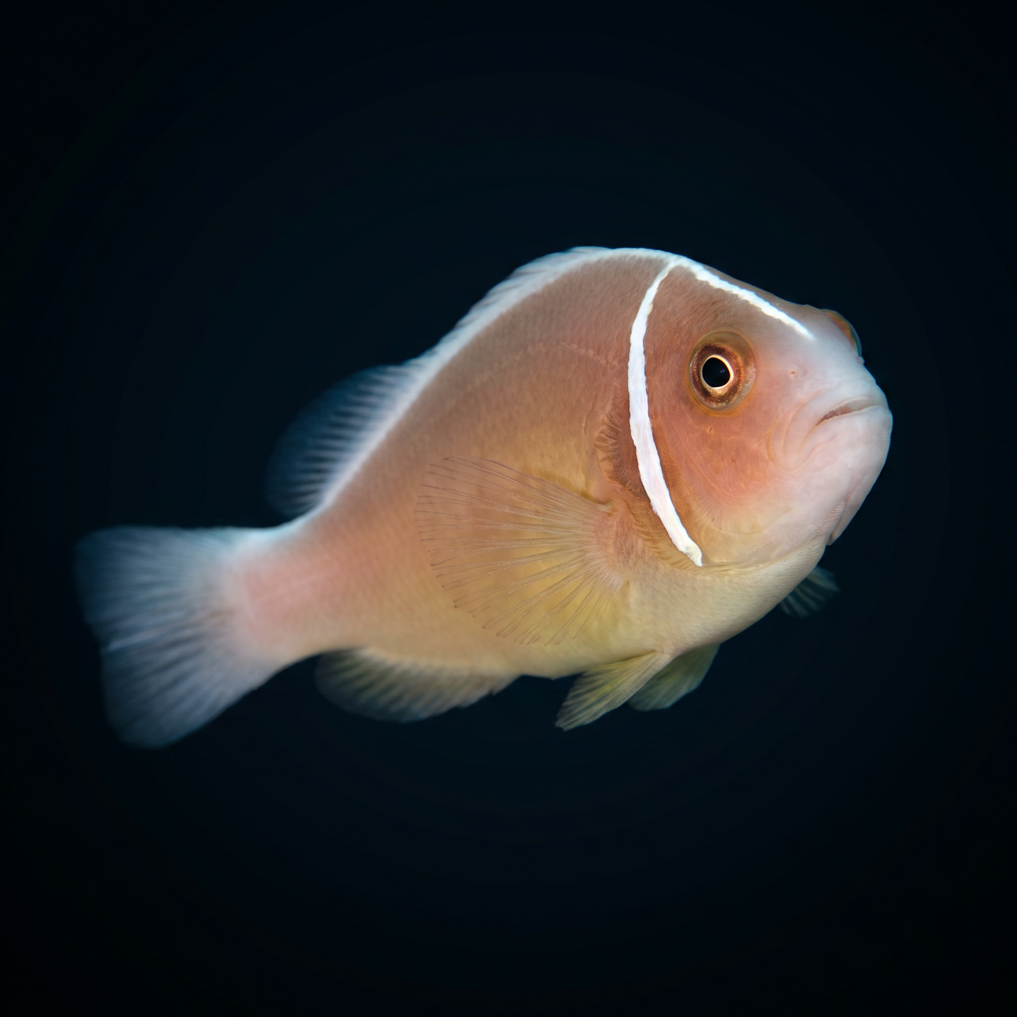 Pink Skunk Clownfish - Amphiprion perideraion