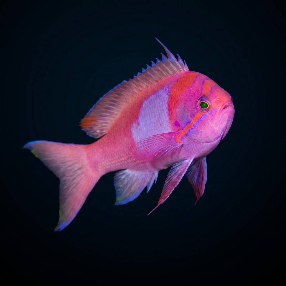 Squareback Anthias - Male - Fiji