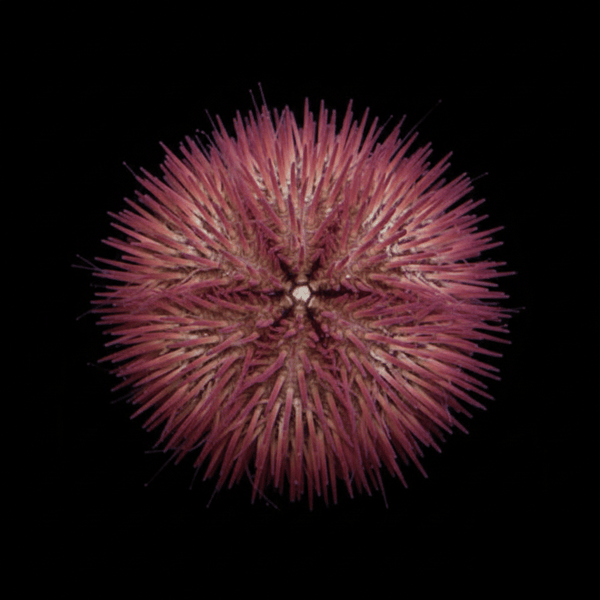Pink Pin Cushion Urchin saltwater invertebrate care guide