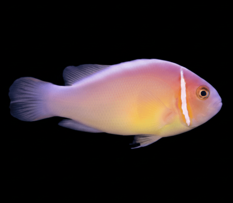 Pink Skunk Clownfish