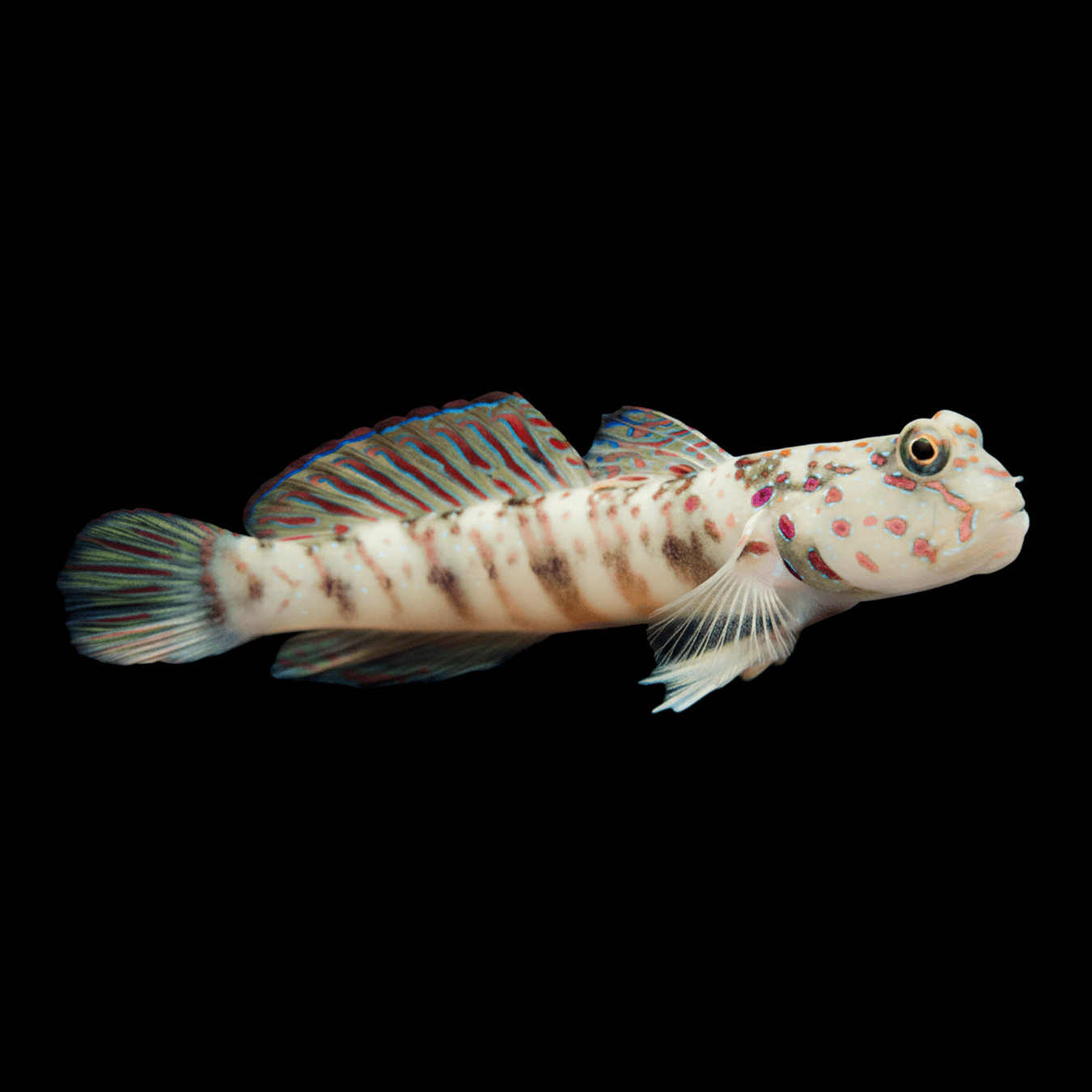 Pink Spotted Watchman Goby