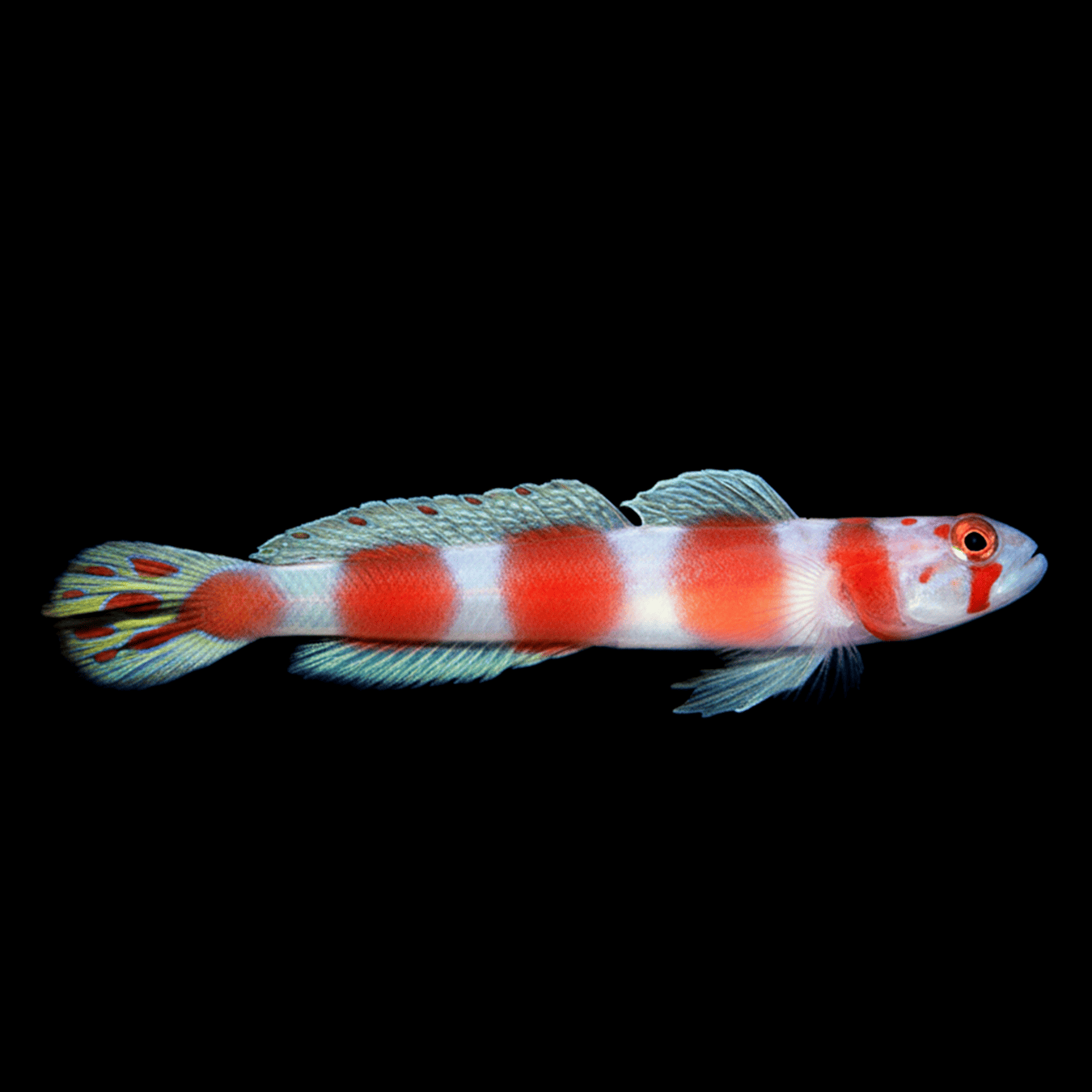 Pinkbar Goby