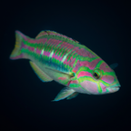 Pinkface Wrasse