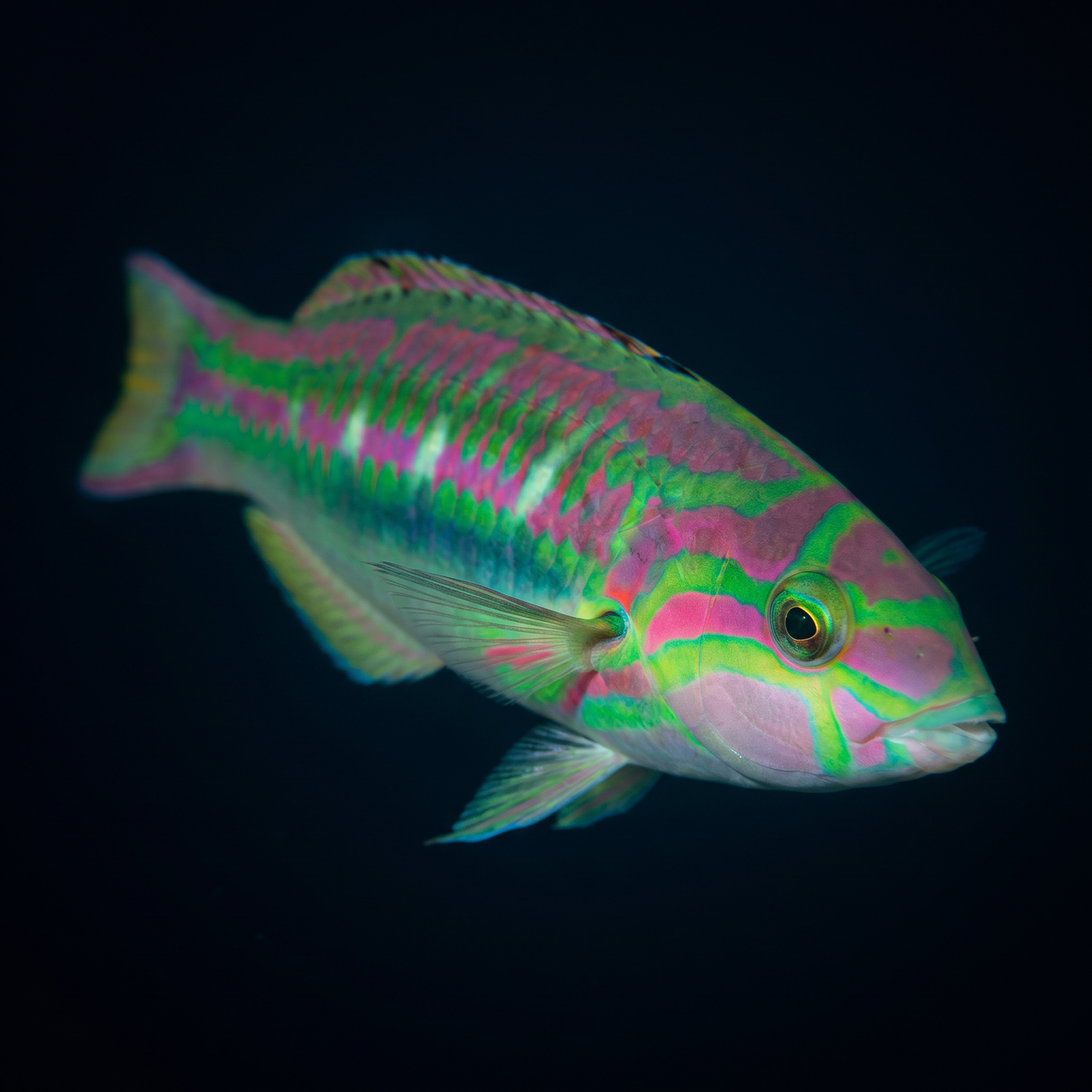 Pinkface Wrasse