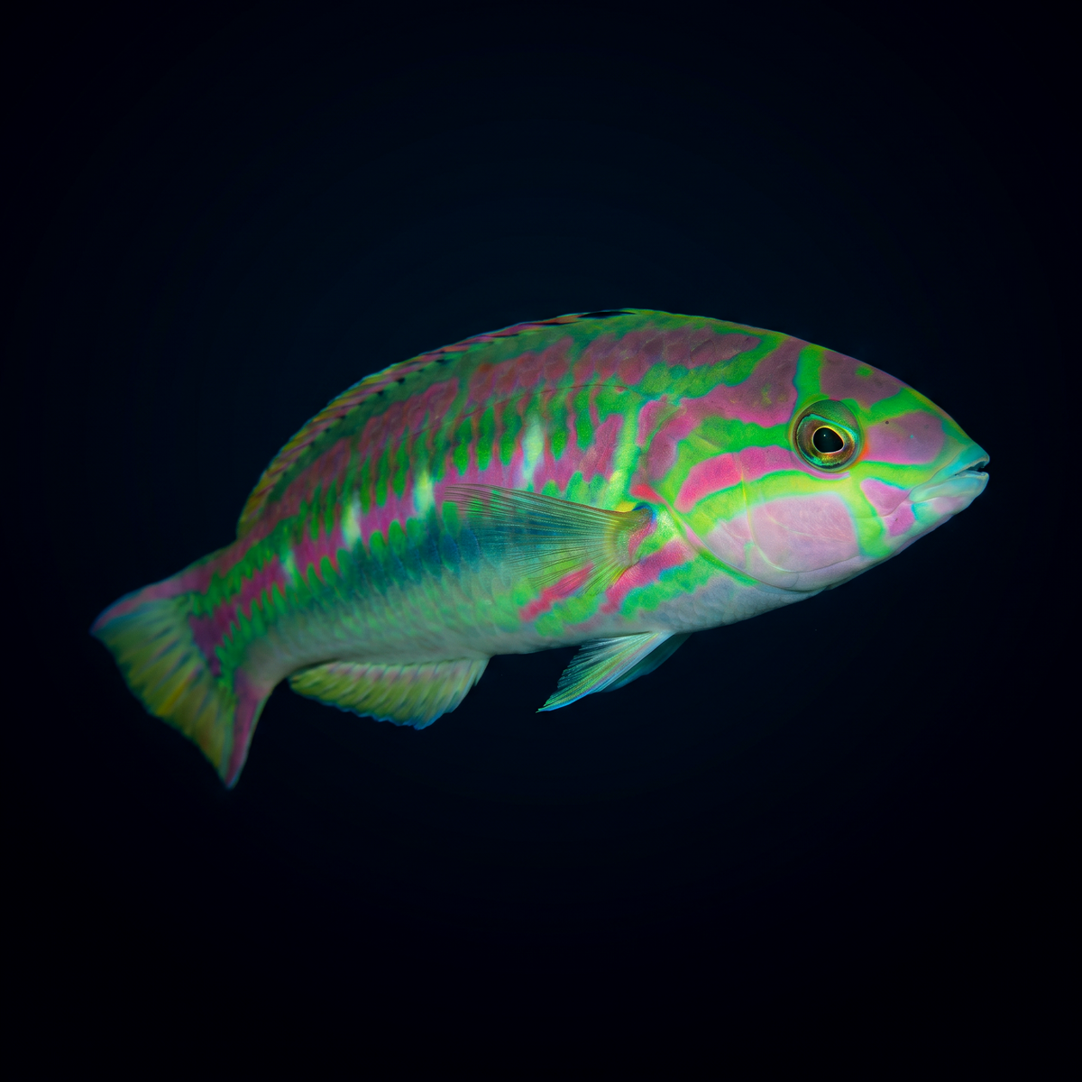 Pinkface Wrasse