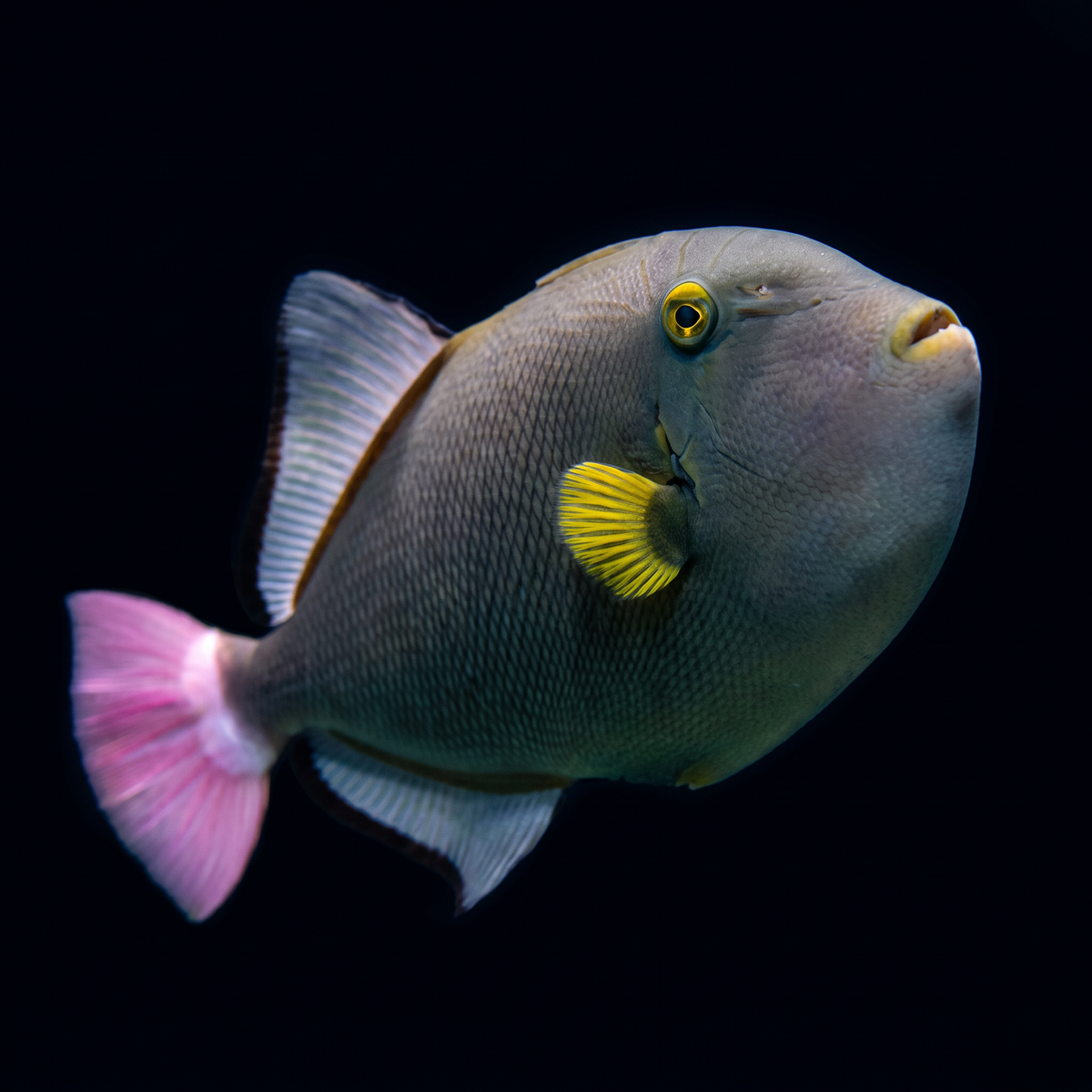 Pink Tail Triggerfish saltwater fish care guide