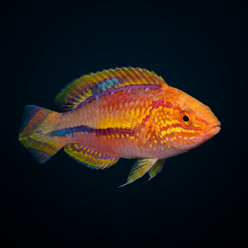 Splendid Pintail Fairy Wrasse - Male
