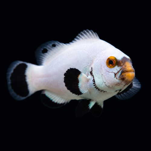 Platinum Clownfish — Amphiprion percula