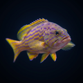Polleni Grouper