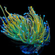 Pot of Gold Torch Coral