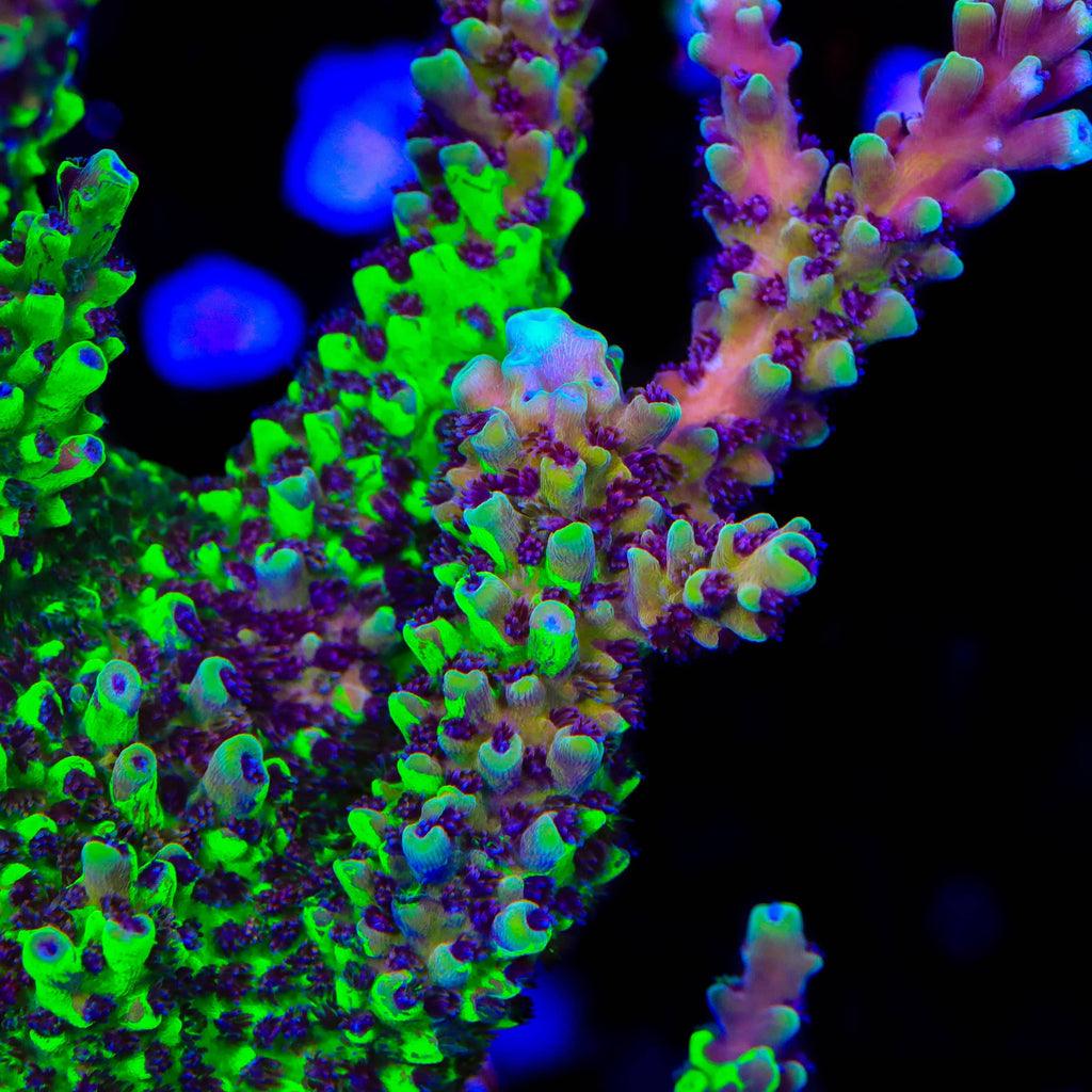 Poto Grafted Jekyll and Hyde Acropora Coral - mother colony