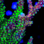 Poto Grafted Jekyll and Hyde Acropora Coral - mother colony