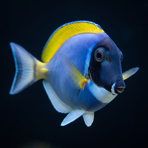 Powder Blue Tang - Acanthurus leucosternon