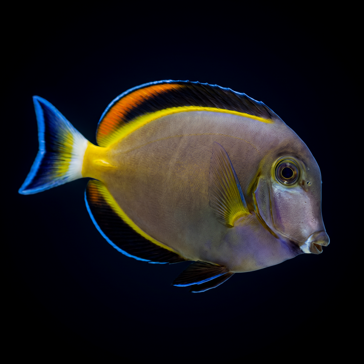 Powder Brown Tang saltwater fish care guide