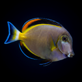Powder Brown Tang