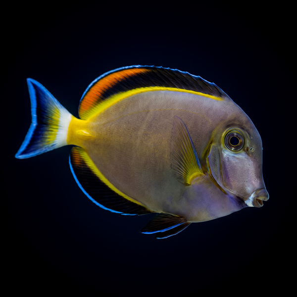 Powder Brown Tang
