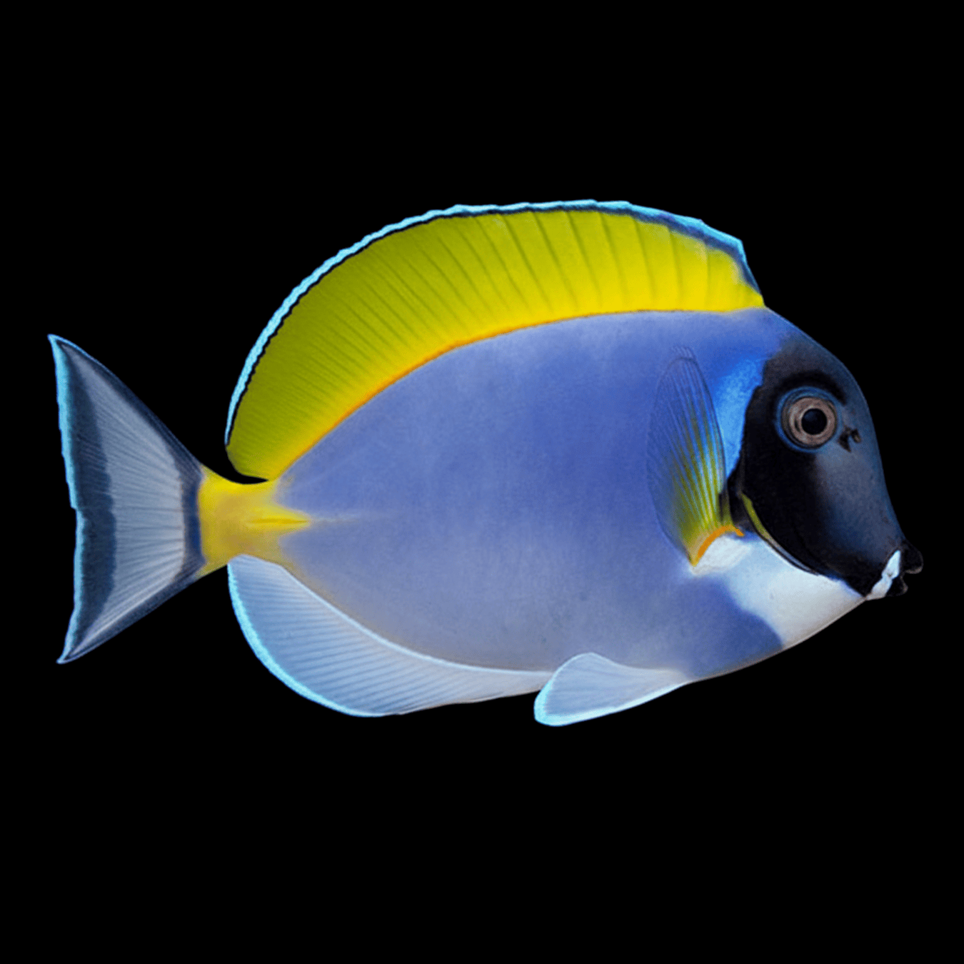 Powder Blue Tang