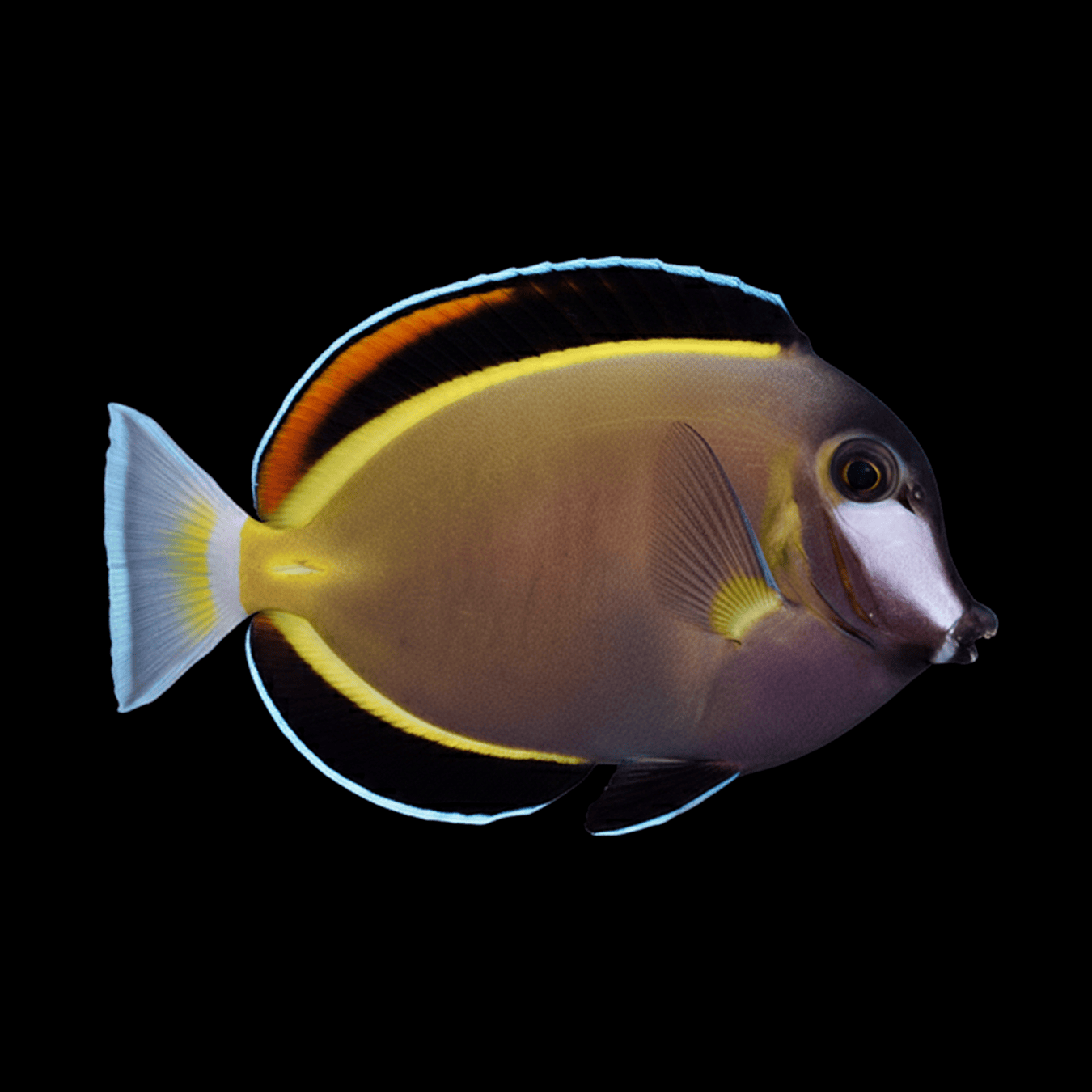 Powder Brown Tang