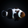 Premium Black Gladiator Clownfish
