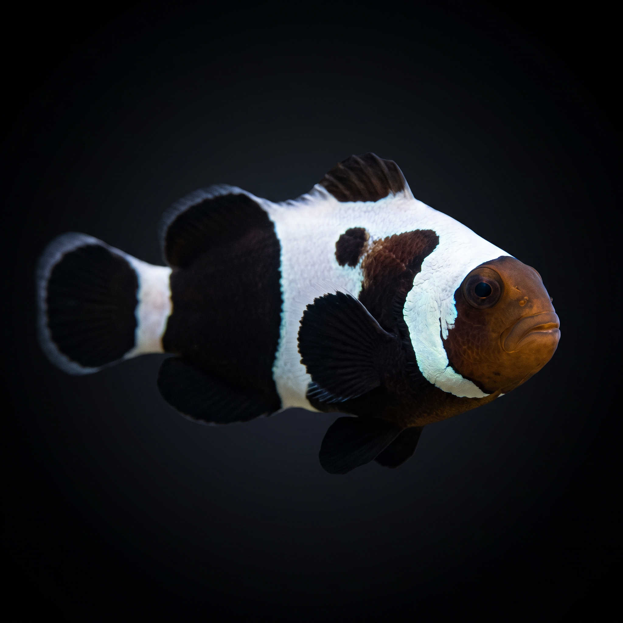 Premium Black Gladiator Clownfish