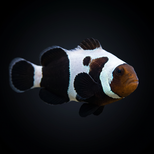 Premium Black Gladiator Clownfish