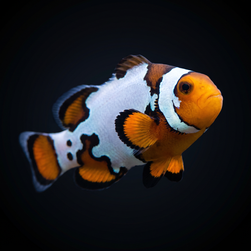 Premium Black Ice Snowflake Clownfish