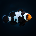 Premium Black Snowflake Clownfish - Amphiprion ocellaris