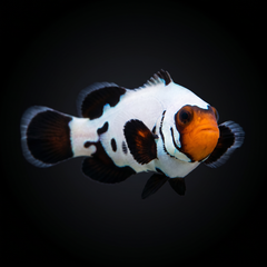 Frostbite Clownfish