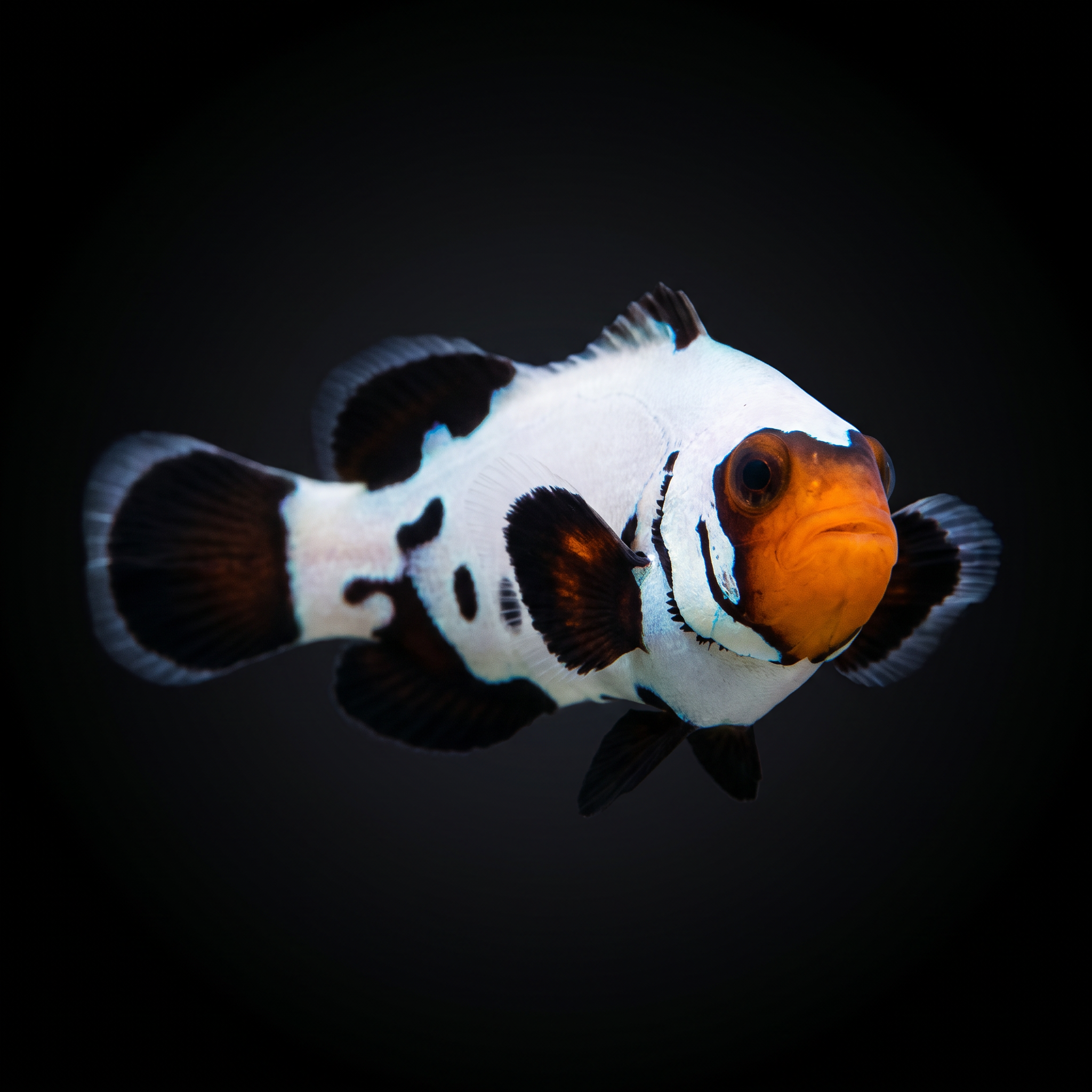 Frostbite Clownfish - Amphiprion ocellaris