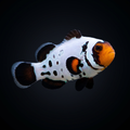 Premium Frostbite Clownfish - Amphiprion ocellaris