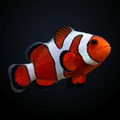 Premium Gladiator Clownfish